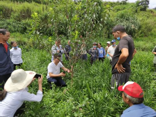 六枝特區月亮河鄉 農業產業管理培訓激活村民發展信心，推進種植技術開發
