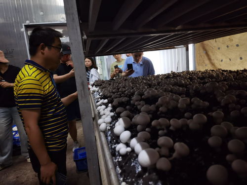 食用菌利用農(nóng)林廢棄物高效生產(chǎn)栽培技術(shù)高級(jí)研修班 推動(dòng)種植技術(shù)開(kāi)發(fā)與創(chuàng)新