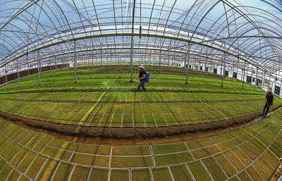 濱海縣大力推廣水稻工廠化育秧 種植技術(shù)開(kāi)發(fā)助力農(nóng)業(yè)現(xiàn)代化